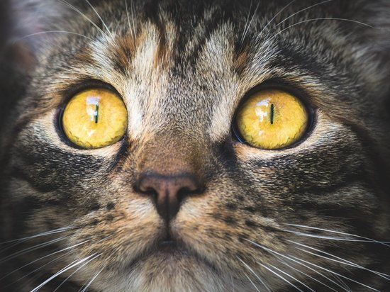 � �������� ������� ��������� �������� �������� �� ��������