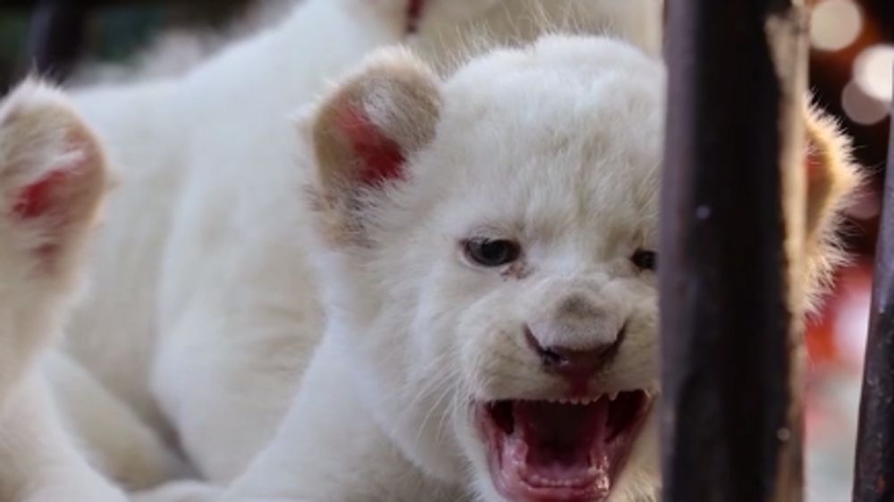 ������� ������ ������� �����-���������� � ����� ������� ��������