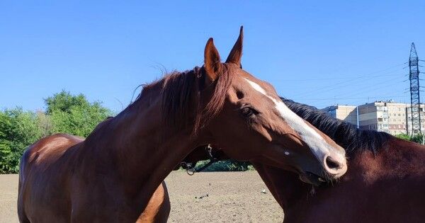 ���������� ������������� �������� ���� 20 ���� ����� ��� �������