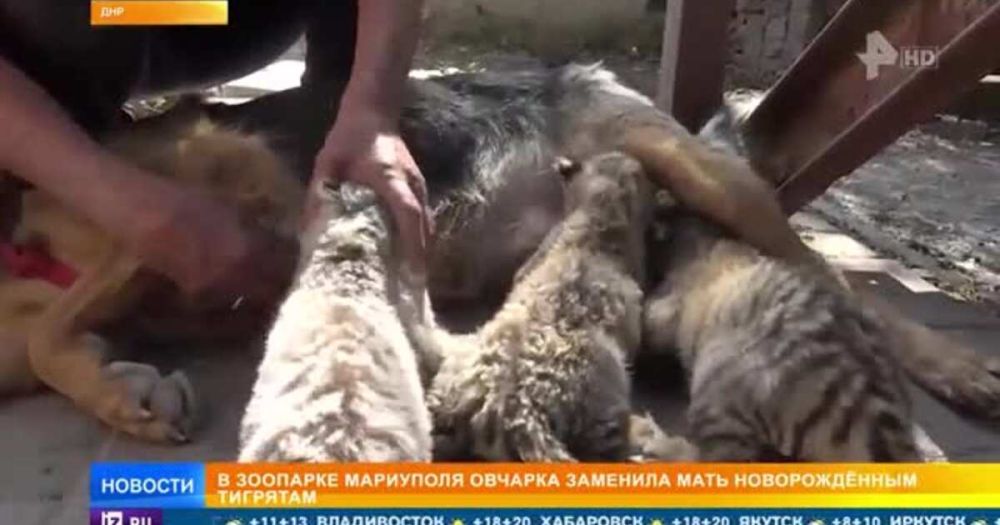 ������ �������� ���� ������������� �������� � �������� ���������