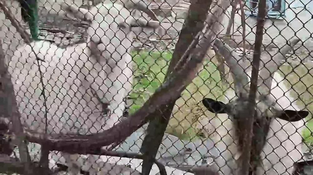��� 77-������� ���������� �� ��������� � ������������ ��������� �� ��� ����� � ������ ����� � ������������