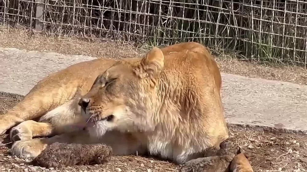 ������, �������������� �� ��������� � ����, ������ ��� �������� � �������� ��������