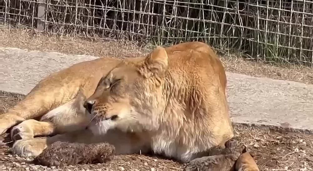 ������, �������������� �� ��������� � ����, ������ ���� ������� � "�������"