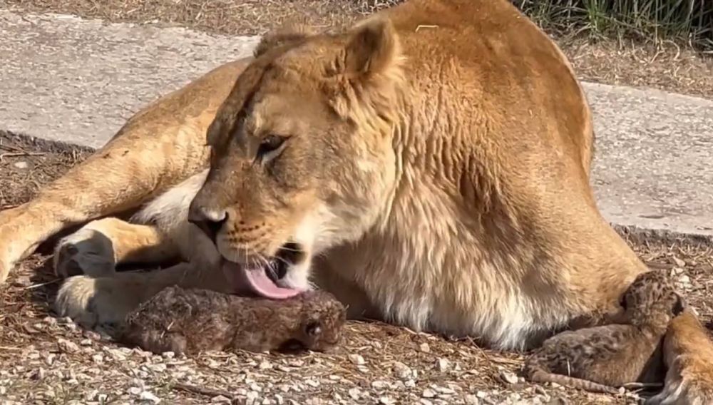 �������������� �� ��������� ������ ������ ��� ������� � �����