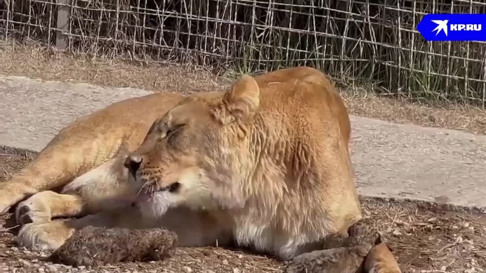 ������, �������������� �� ���������, ������ ������ � �������� ����� "������"