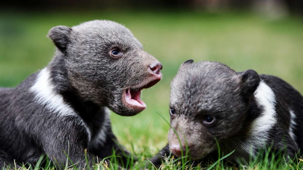 ��������� ��������� ������-����� "������" � ����� - ���������