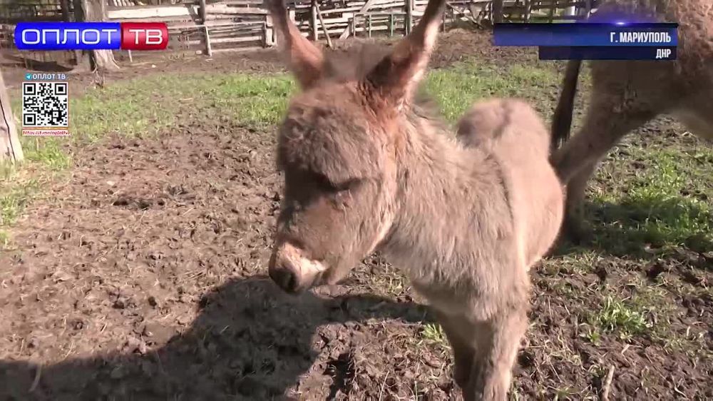 �����-��� � ������������� ��������