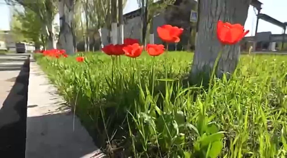 ���������: ����������� �����