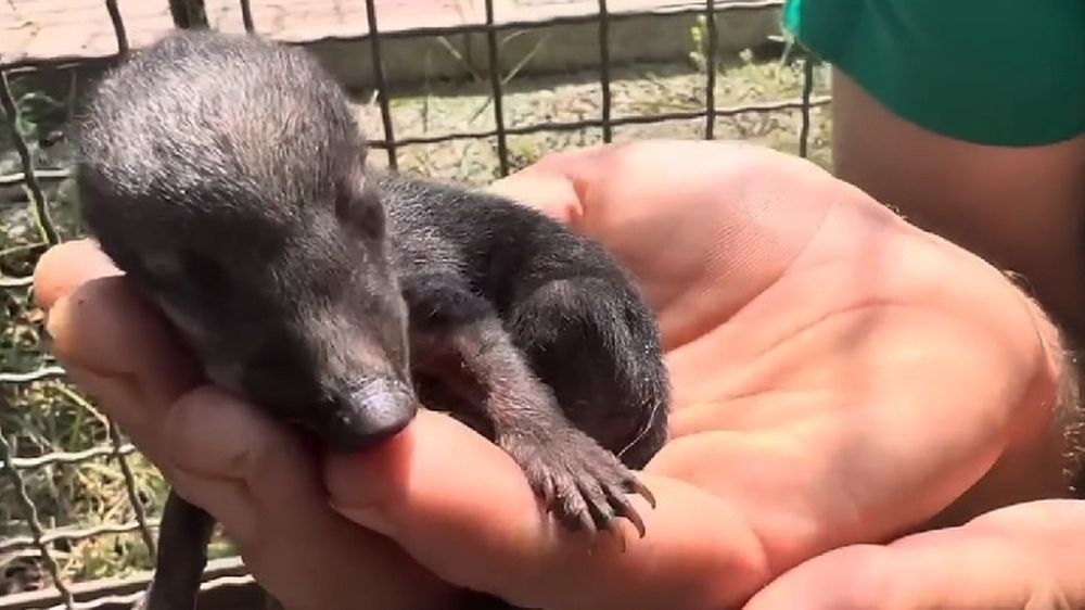 ������, ������ � ������� ������: �������� �� ����� �������� ���� ��������� � �����