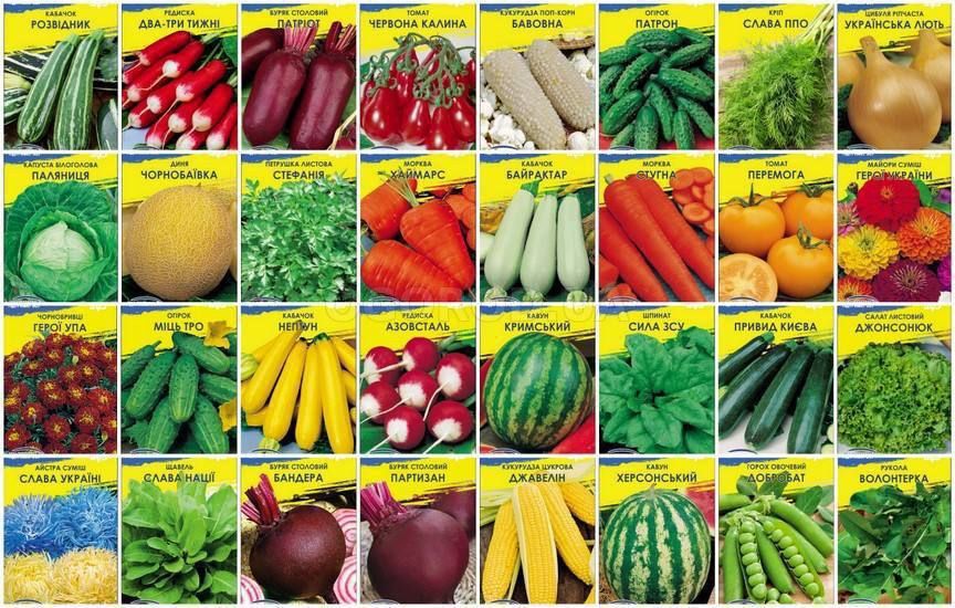 ���� ��������: ������� �����������, �������� ����������, ������� �������� �����