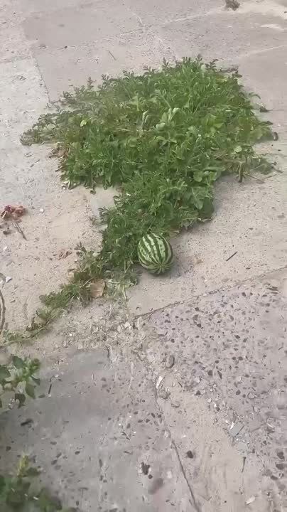 ������ ���������: ������ ��� ����� ���� ��������� ��� ��������� �������