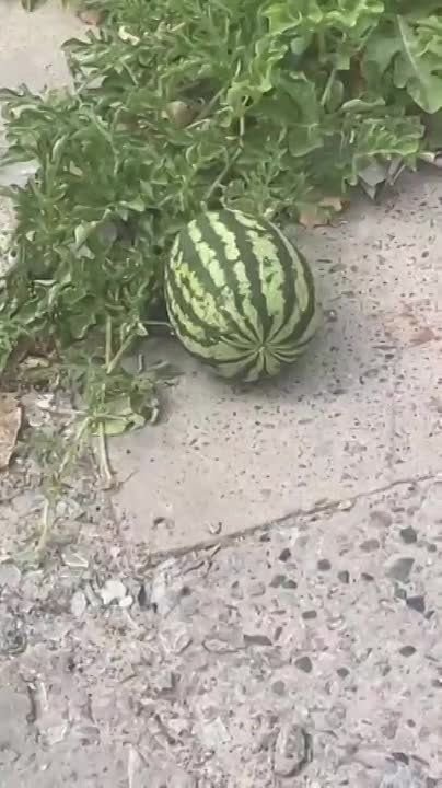 ���� ��������: � ������� �� �� ������� �� ������ ��������� � �� ������ ������������������ ����