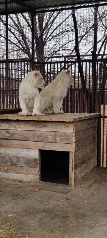 "������� �� ������������". ����������������, �������, �������� � �������, ������� ����� � ������� �����������, �...