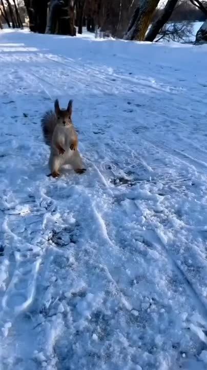 ������ ����, ���������!