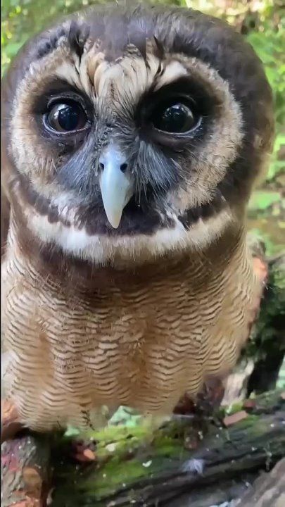 ��������� ����, ���������!