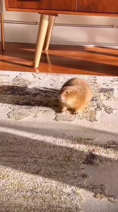 � ������ �����, ���������!