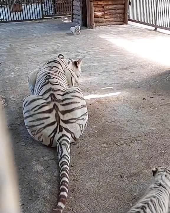 ��������� ����������� ������� � �������������� � ������������� ��������