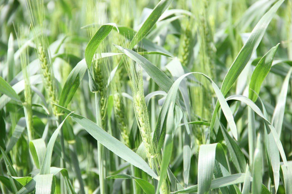 ������� ����������: ����� ������� �������� ���������� �� ������: