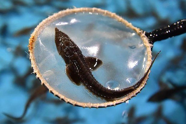 � ������ ��������� ��������� ���������� ������� � �������� ����