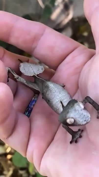 ������ ����, ���������!