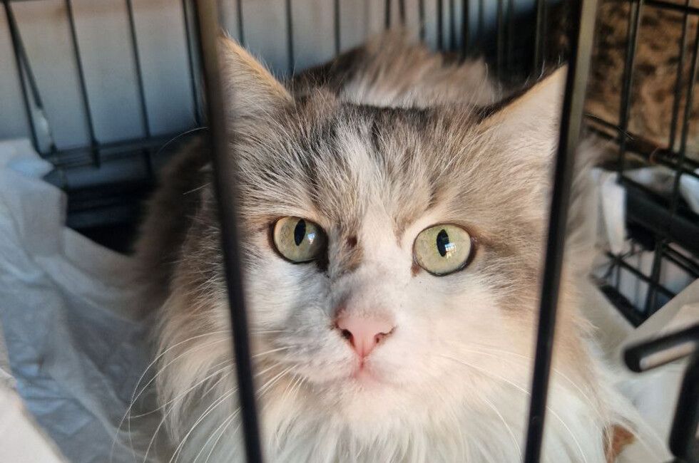 ����� �������� ��� �������� �������� ��������� � ��������� �� ����� ����