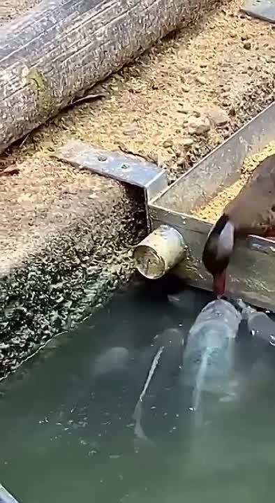 ��������� ����, ���������!