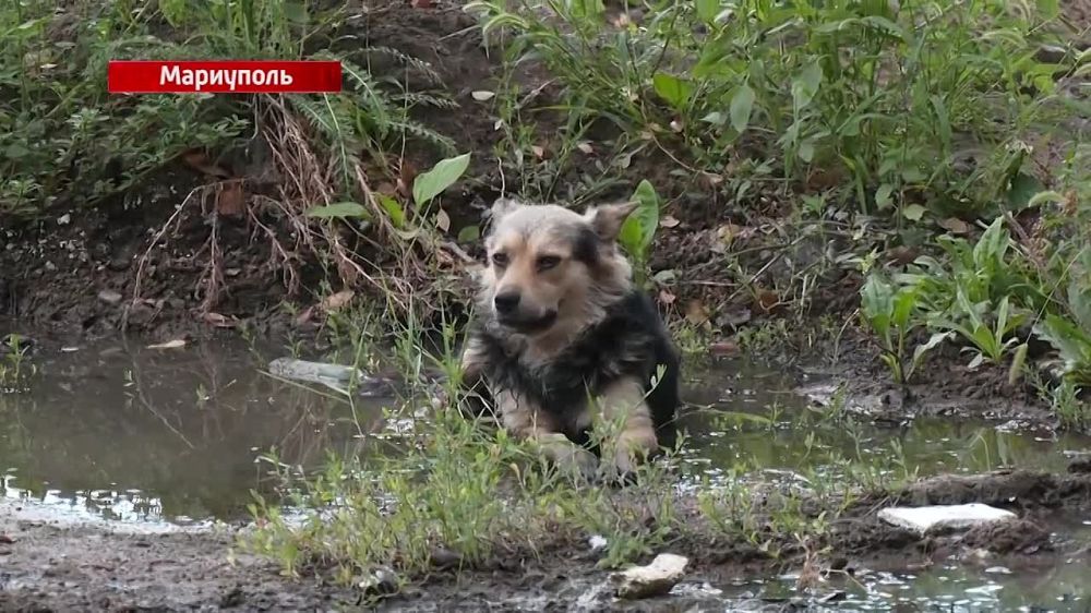 ���� ������ ������ ������� � �������� ����������� � ���������� �������