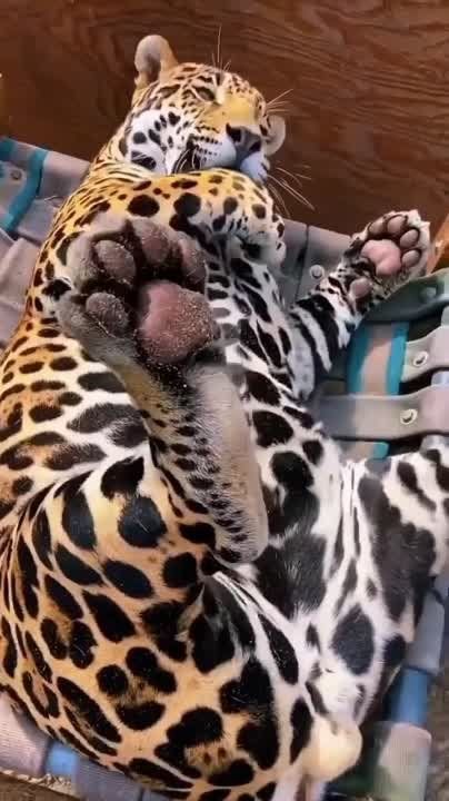 ������ ����, ���������!