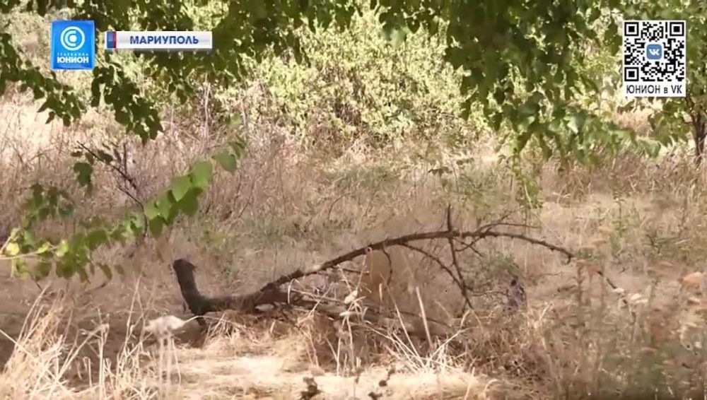 "������ �������" � ���������! ���� ������ ������ �� ������� �� ���������� ������� ������