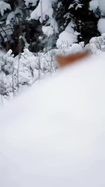 ������ ����, ���������!