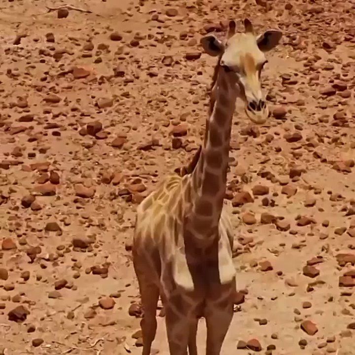 ��������� ����, ���������!