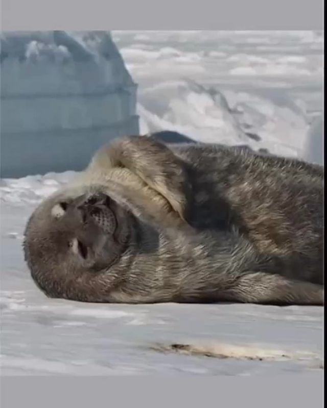������ ����, ���������!