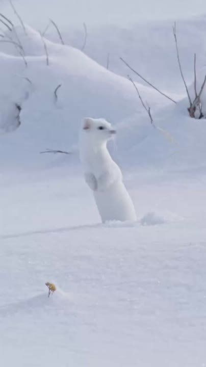   , !