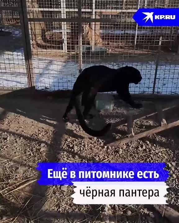 �����, ������������ ��������, �������� ������ � ������ �������: ������������ ������ ����� � �������� ��������� ����������