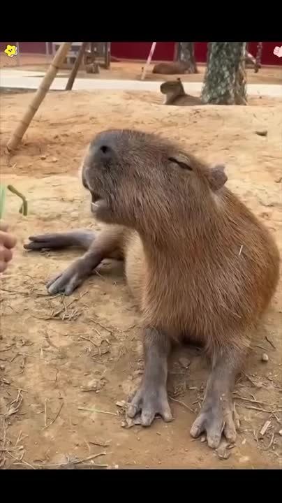 ������ �������, ������� ����, ���������!