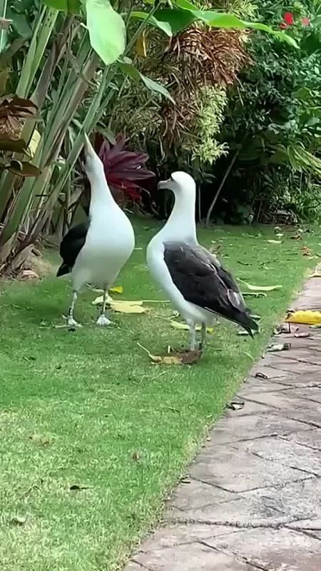 ������ ����, ���������!