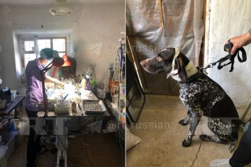 Ветеринар из Мариуполя с начала СВО спасла около сотни животных, пострадавших от ударов ВСУ, десятки питомцев вернула хозяевам