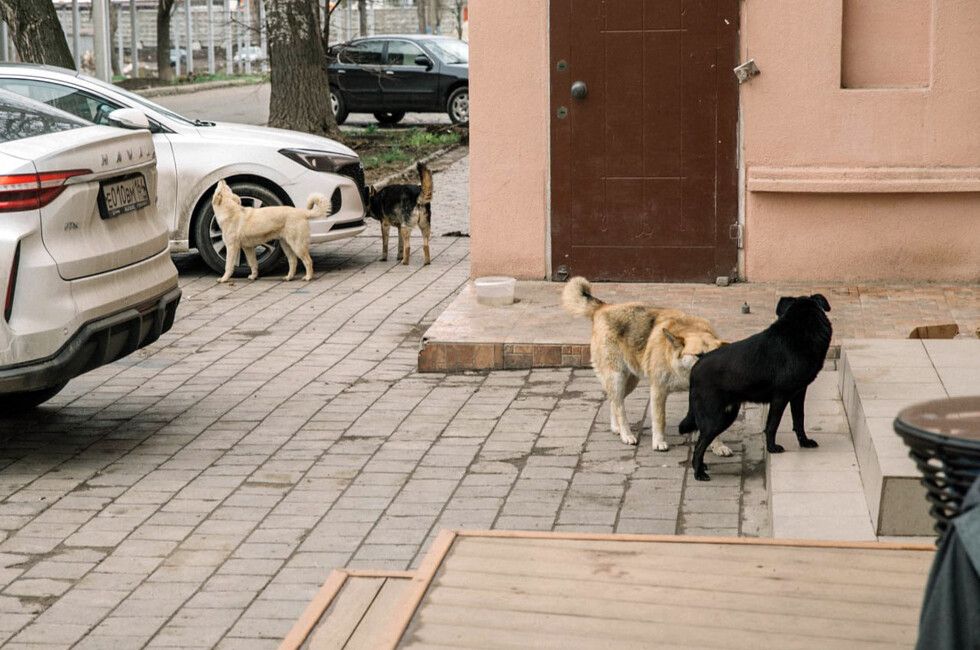 � ��������� ����������� ����������� �������� �����