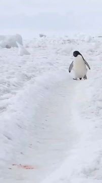   , !