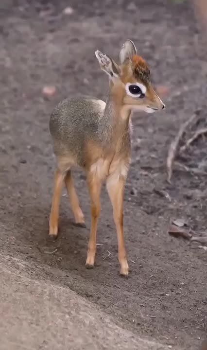 ��������� ����, ���������!
