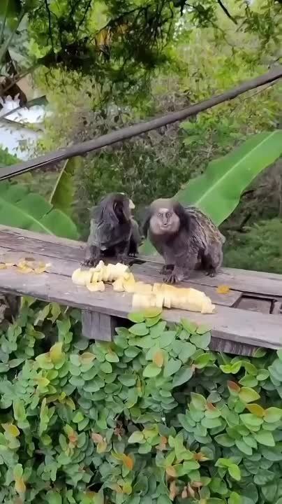 � ������ �����, ���������!