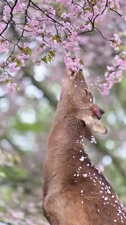   , !