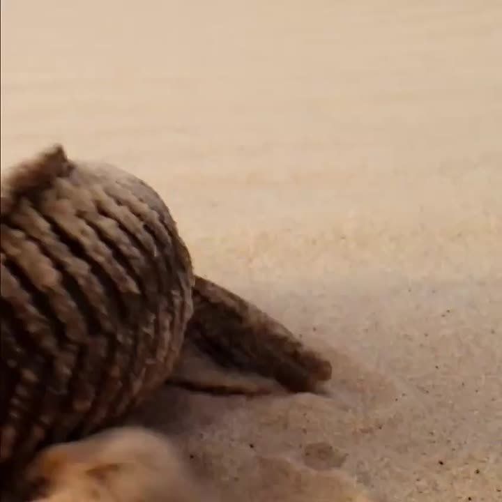   , !
