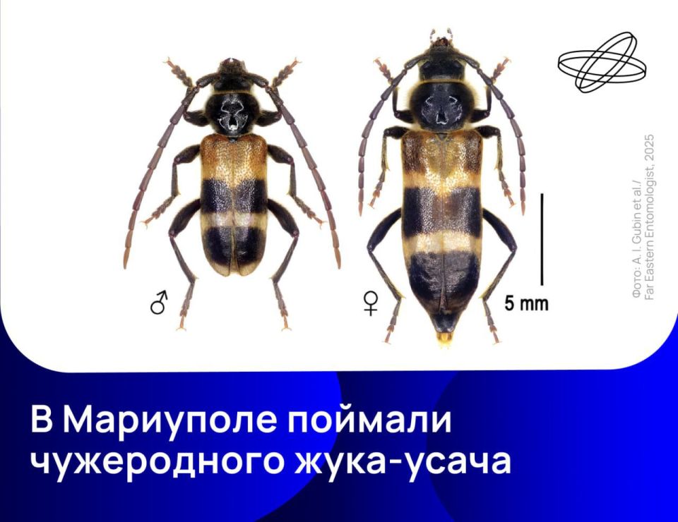 ���������� ���������� ���������� � ��������� ����� ��� ������ ��� �����-������ � Semanotus bifasciatus