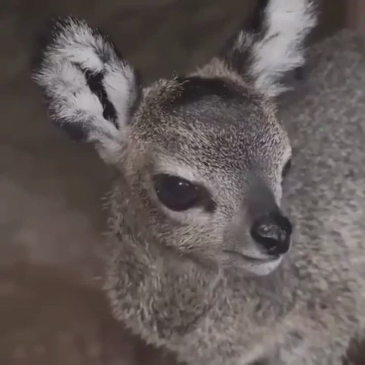   , !