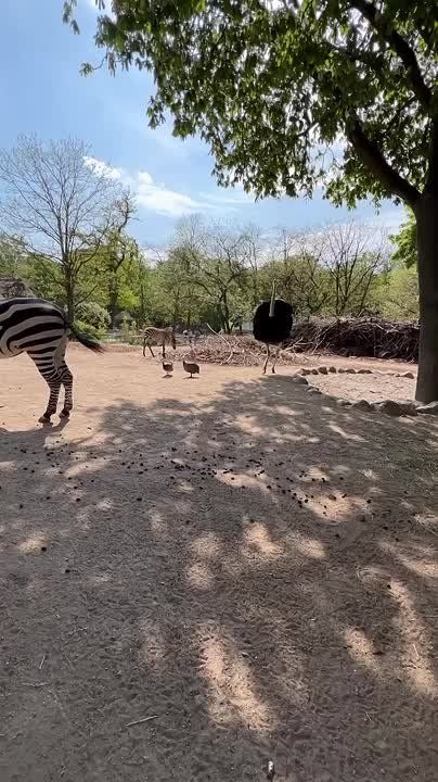   , !