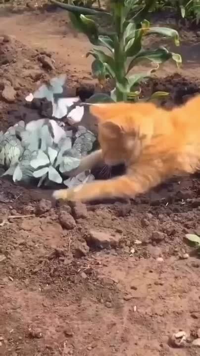 , !.        