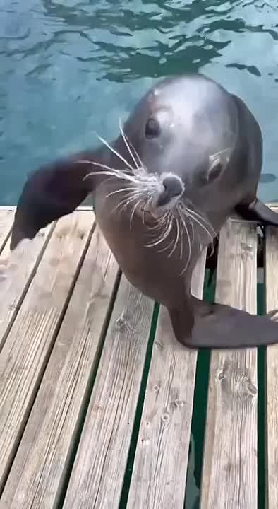  , !.          