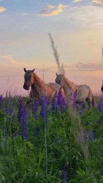 Спокойной ночи, Мариуполь!