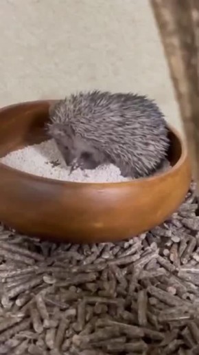   , !